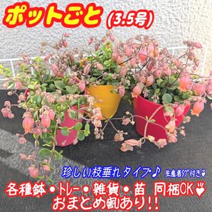 レア♪フィフィ【ポットごと】3.5号モリモリ♪ カランコエ 多肉植物 プラ鉢 プレステラ (抜き苗でも出品中♪)