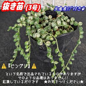 斑入りグリーンネックレス【抜き苗】3号モリモリ♪多肉植物セネシオ紅葉プラ鉢プレステラ