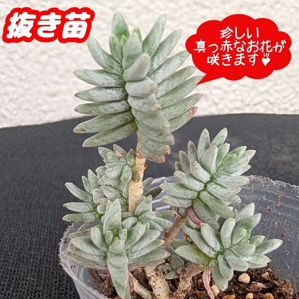 レア☆ゴンザレス【抜き苗】ブーレアナム 多肉植物セダム プラ鉢プレステラ