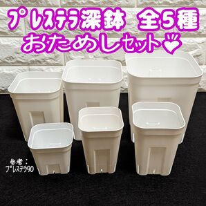 プレステラ深鉢90&105&120&150&180白各1個多肉プラ鉢スリット鉢