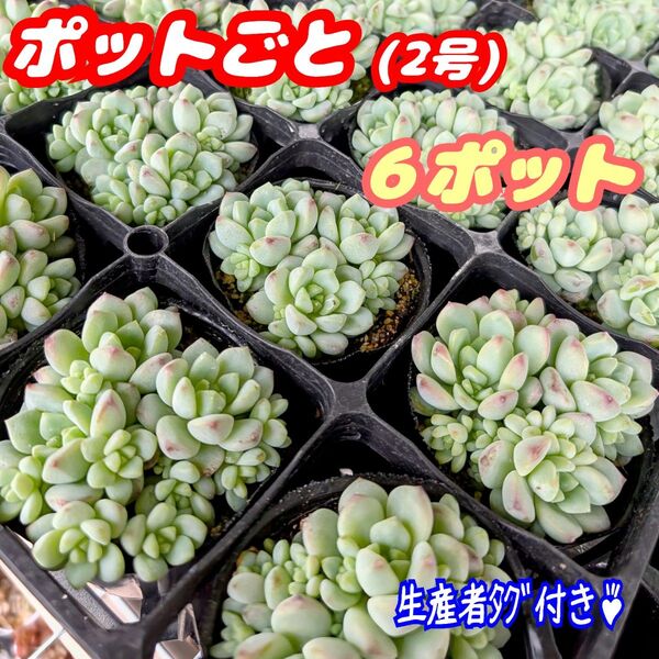 ペレスデラロサエ【ポットごと×6】2号ぎゅーぎゅー♪多肉植物 セダム 紅葉 プラ鉢 プレステラ (単品抜き苗も出品中♪)