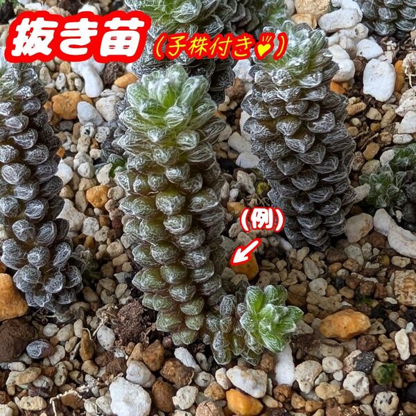 レア☆デパウペラータ【子株付き抜き苗】アナカンプセロス多肉植物プラ鉢プレステラ