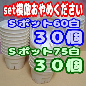 《Sポット60&75》 白各30個 プレステラ 丸 プラ鉢 スリット鉢 多肉植物 植木鉢 (2号・2.5号)