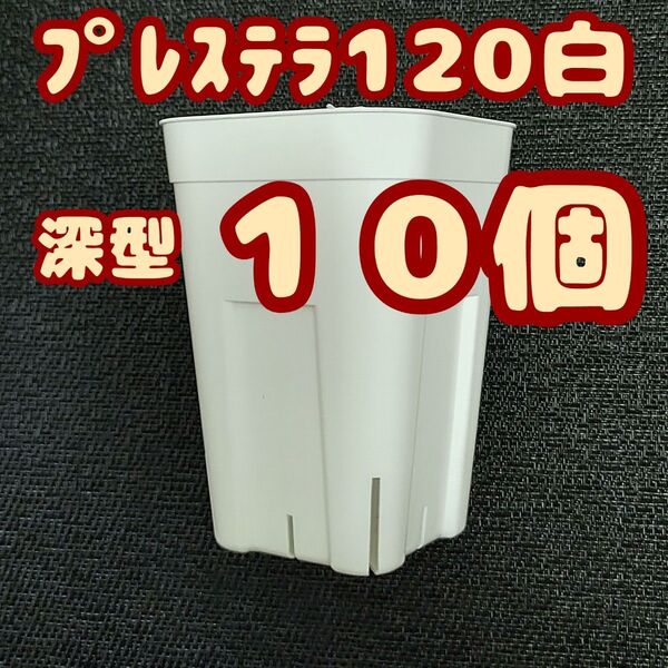 プレステラ深鉢120 白 10個 プラ鉢 スリット鉢 多肉植物