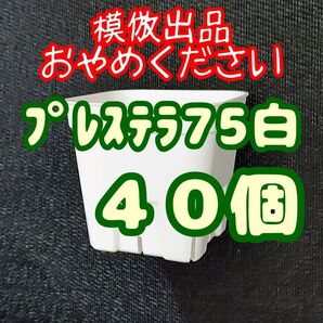 《プレステラ75》白 40個 プラ鉢 スリット鉢 多肉植物 植木鉢 2.5号鉢 相当