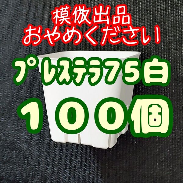 プレステラ75 白 100個 プラ鉢 スリット鉢 多肉植物 植木鉢 2.5号鉢 相当