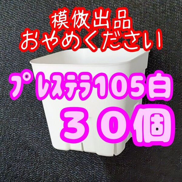 《プレステラ105》白 30個 スリット鉢 プラ鉢 3.5号鉢 相当 多肉植物