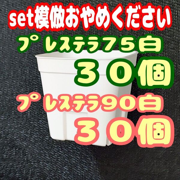 プレステラ白 75&90 各30個 多肉植物 プラ鉢 スリット鉢