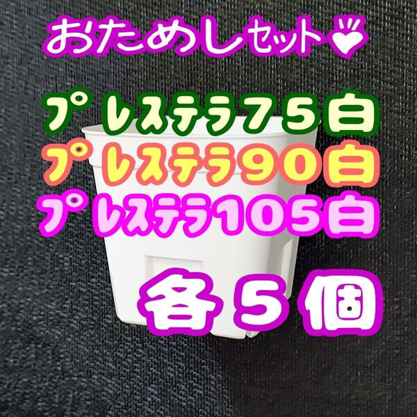 プレステラ白 75&90&105 各5個 多肉植物 プラ鉢 スリット鉢