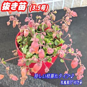 レア♪フィフィ【抜き苗】3.5号モリモリ♪ カランコエ 多肉植物 プラ鉢 プレステラ (ポットごとでも出品中♪)