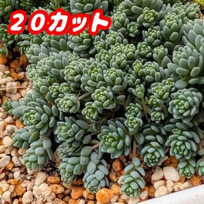 マジョール【20カット】多肉植物 セダム 紅葉 プラ鉢 プレステラ (安心の抜き苗での出品もあります♪)