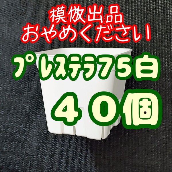 《プレステラ75》白 40個 プラ鉢 スリット鉢 多肉植物 植木鉢 2.5号鉢 相当