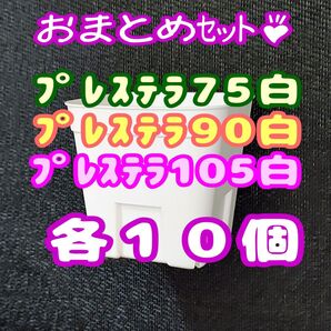 プレステラ白 75&90&105 各10個 多肉植物 プラ鉢 スリット鉢