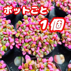 桜吹雪【ポットごと】多肉植物 アナカンプセロス 紅葉 プラ鉢 プレステラ
