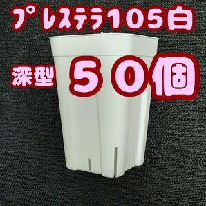 プレステラ深鉢105 白 50個 プラ鉢 スリット鉢 多肉植物