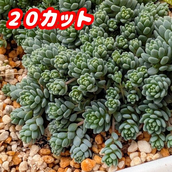 マジョール【20カット】多肉植物 セダム 紅葉 プラ鉢 プレステラ (安心の抜き苗での出品もあります♪)