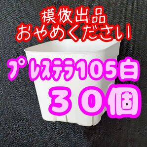《プレステラ105》白 30個 スリット鉢 プラ鉢 3.5号鉢 相当 多肉植物