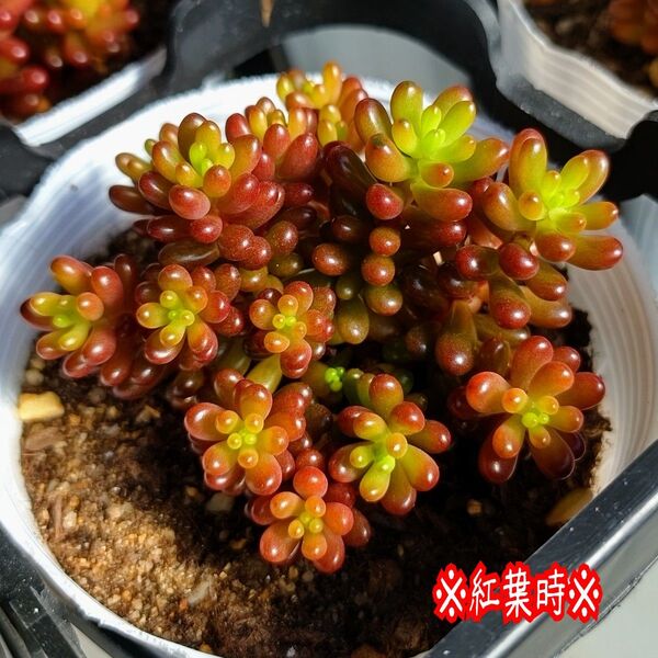 レッドベリー 【10カット】多肉植物 セダム 紅葉 プレステラ プラ鉢