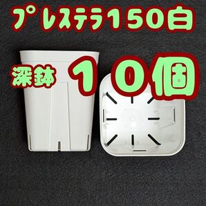 プレステラ深鉢150 白 10個 プラ鉢 スリット鉢 多肉植物