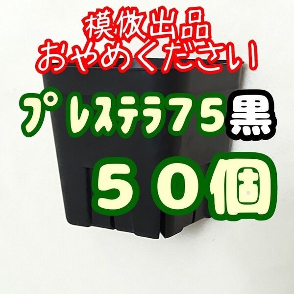 《プレステラ75》黒 50個 プラ鉢 スリット鉢 多肉植物 植木鉢 2.5号鉢 相当