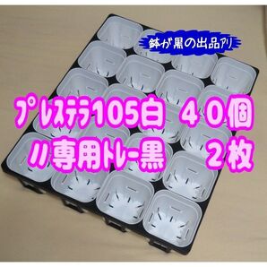 《プレステラ105白40個+専用システムトレー黒2枚》 プラ鉢 スリット鉢 多肉植物