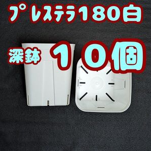 プレステラ深鉢180 白 10個 プラ鉢 スリット鉢 多肉植物