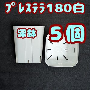 プレステラ深鉢180 白 5個 プラ鉢 スリット鉢 多肉植物