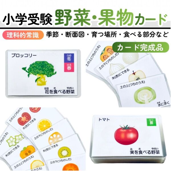 【完成品】野菜・果物カード 小学校受験教材 理科的常識 幼児教育 知育 断面図