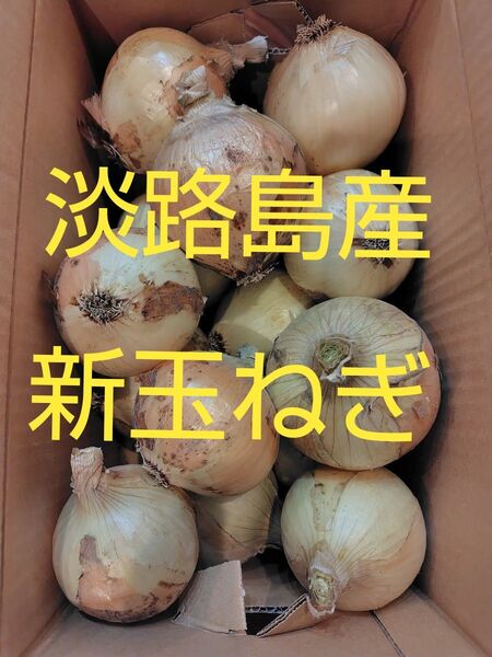 淡路島産 新玉ねぎ 15玉 約5キロ