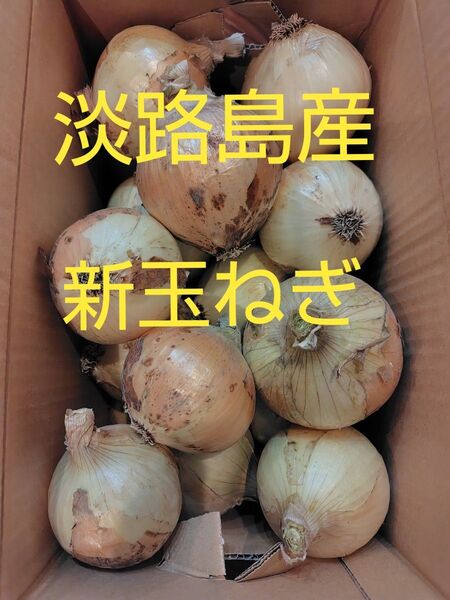 淡路島産 新玉ねぎ 5キロ