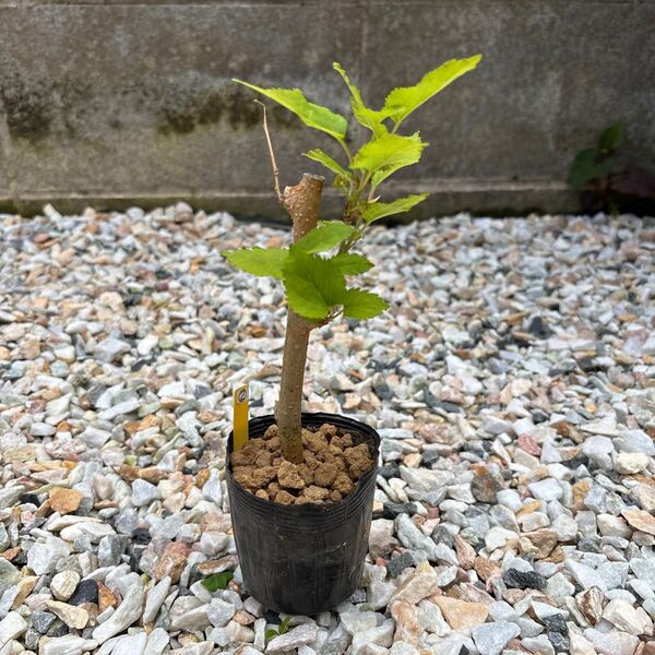 マルベリー苗(大実)②