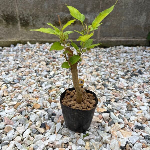 マルベリー苗(大実)④