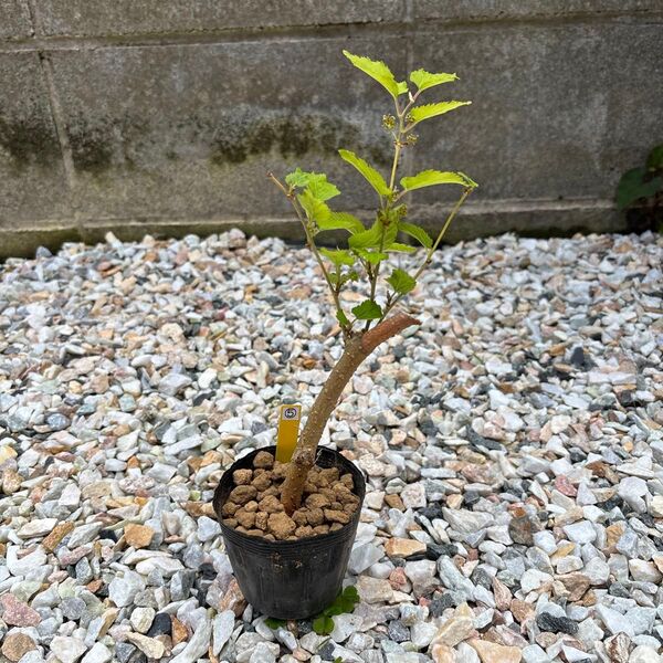 マルベリー苗(大実)⑤