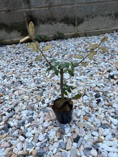 ナワシログミ 苗木