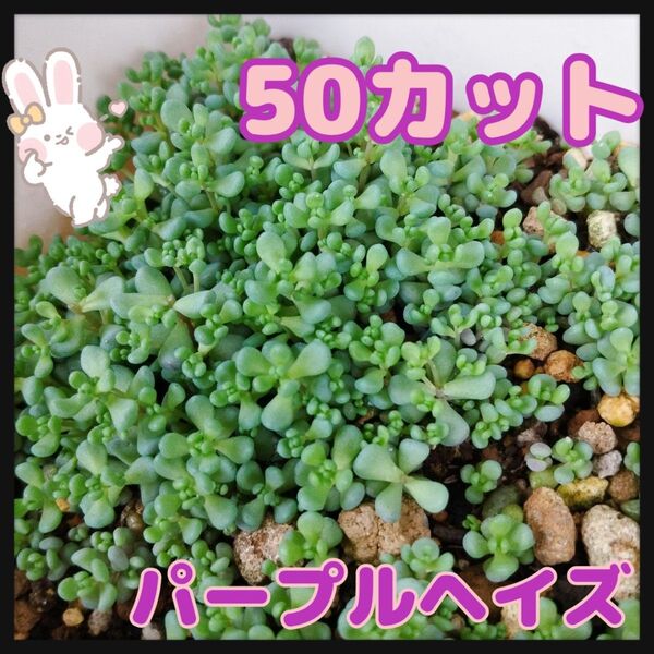 パープルヘイズ☆50カット おまけセダムつき