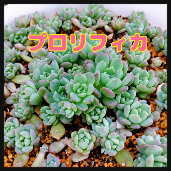 プロリフィカ☆5カット おまけセダムつき