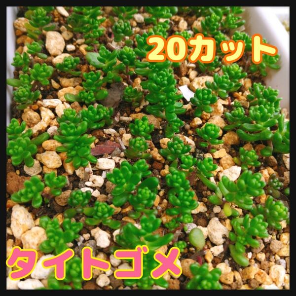 タイトゴメ☆20カット おまけのセダムつき