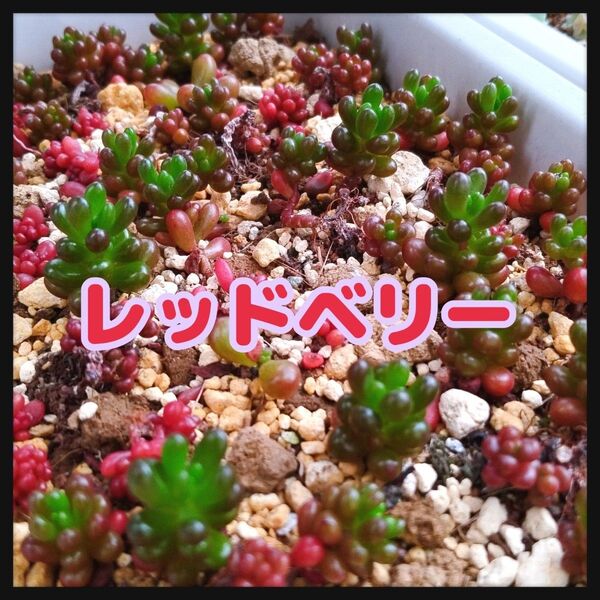 レッドベリー☆10カット セダムのおまけつき