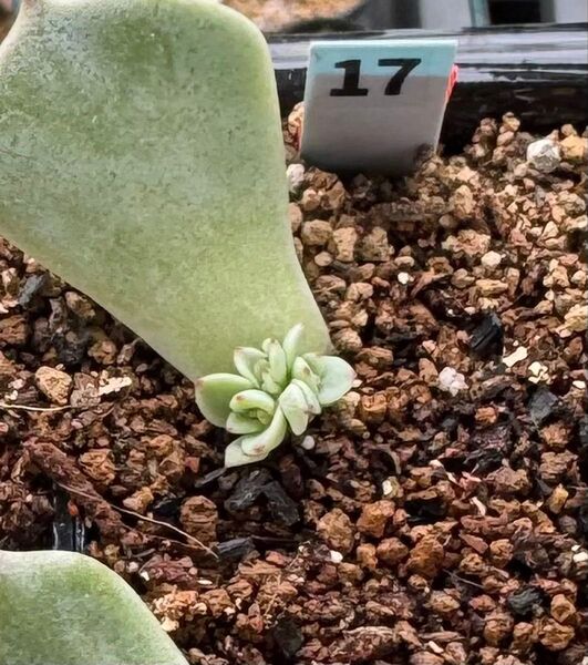 円☆ 多肉植物 まどか