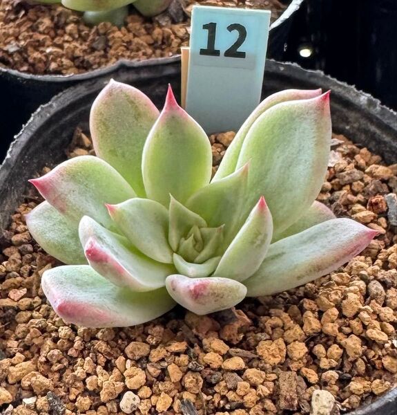 そわそわ×ロメオ☆カット苗 多肉植物