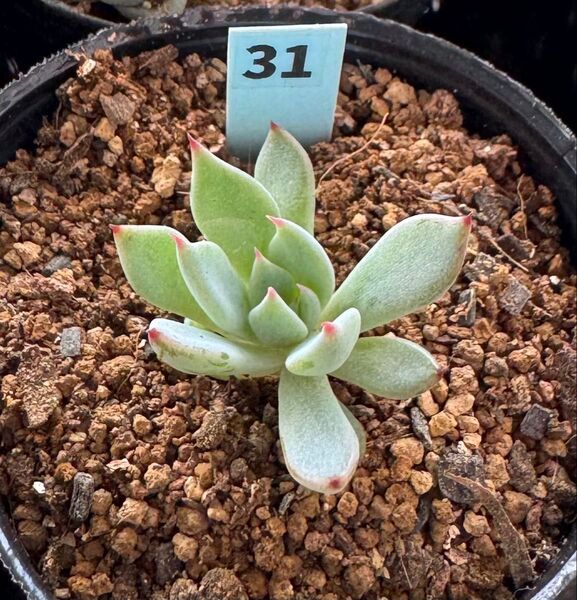 青鬼☆カット苗 多肉植物