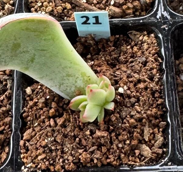 龍鱗蓮華☆多肉植物