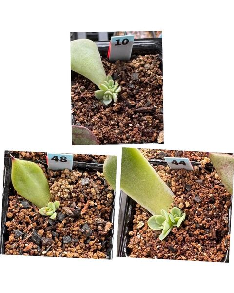 多肉植物3種類☆①