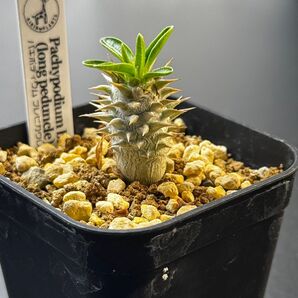 パキポディウム ブレビカウレ 長茎 実生