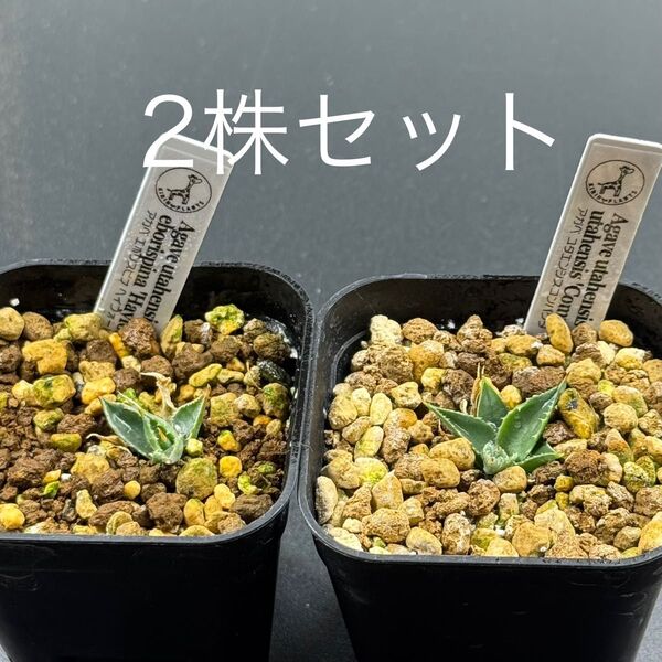 【鉢ごと発送】アガベ ユタエンシス エボリスピナ ヘイフォード コンパクタ 2株セット