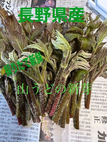 長野県産 山ウドの新芽 200グラム