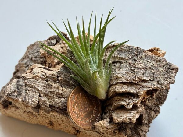 Tillandsia ionantha Mexico Upright Form イオナンタ メキシコ アプライトフォーム