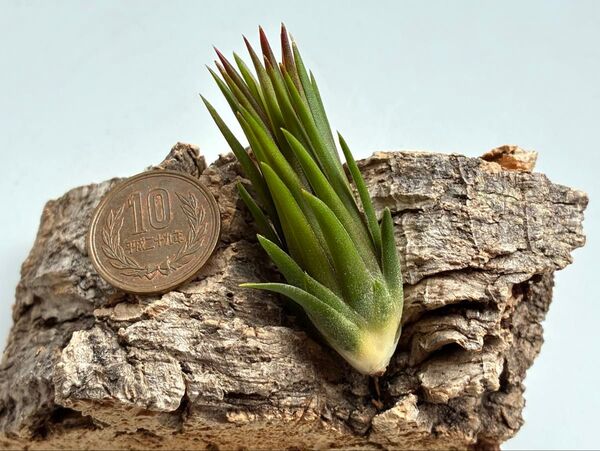 Tillandsia ionantha 'Fuego' イオナンタ フエゴ
