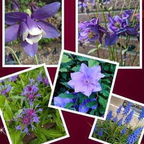 2024年採種 紫系の花の種セット