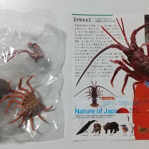 NATURE OF JAPAN 日本のいきもの イセエビ